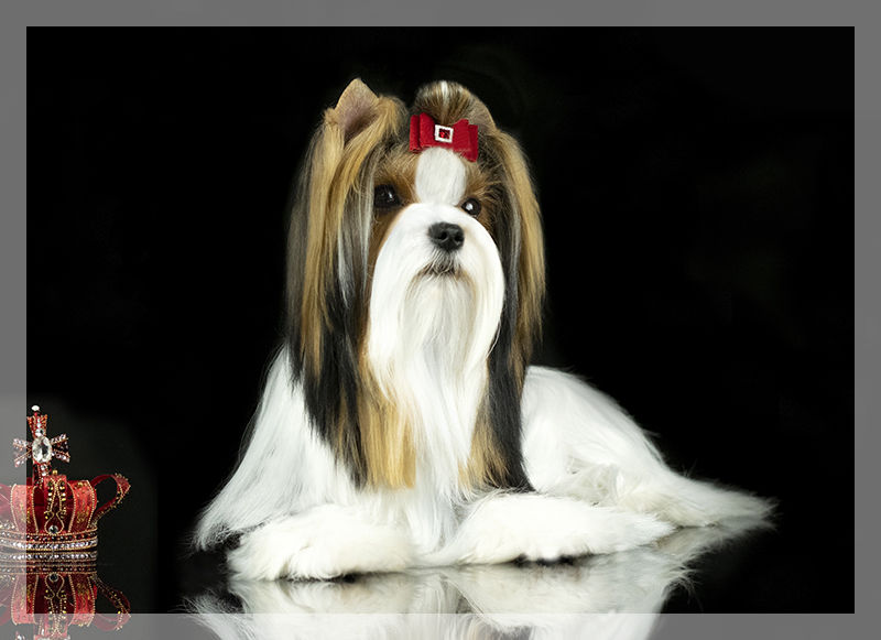 Biewer Terrier