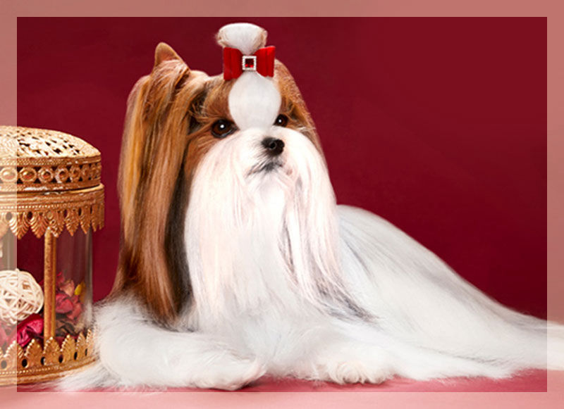 Biewer Terrier