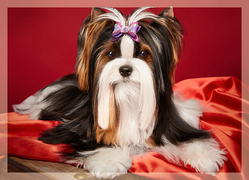 Biewer Terrier