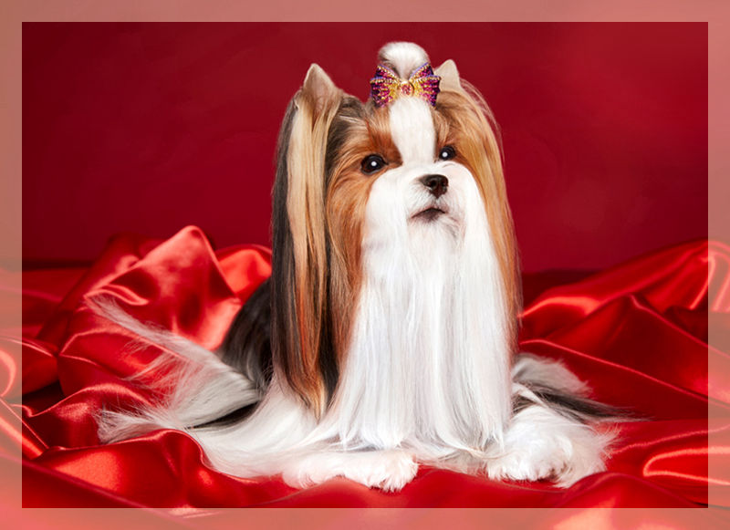 Biewer Terrier