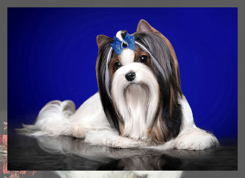 Biewer Terrier