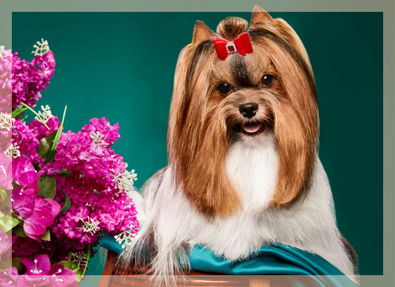 Biewer Terrier