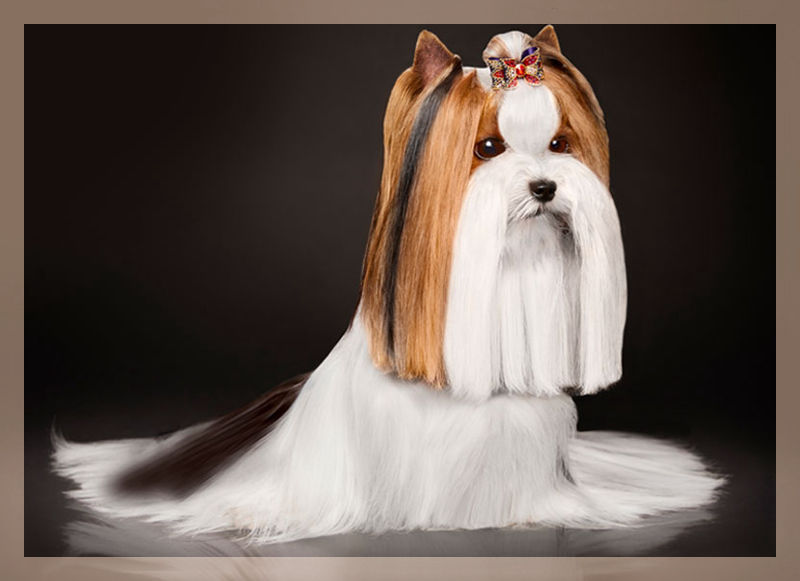 Biewer Terrier